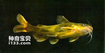 黄腊丁黄颡鱼的生活习性及营养价值
