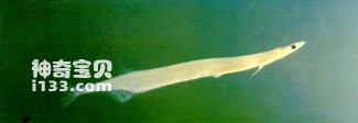 长江间银鱼的生活习性及营养价值