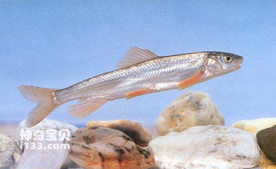 大嘴鳇鱼的生活习性及形态特征(骨唇黄河鱼)