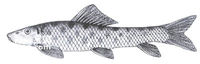 双孔鱼四鳃孔鱼的生活习性及形态特征