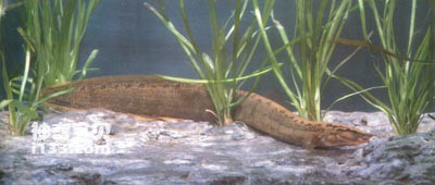 大石锥大刺鳅的生活习性及营养价值