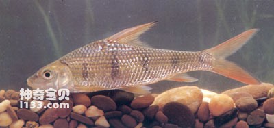 红尾勾叶结鱼的生活习性及形态特征
