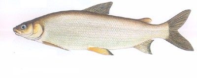 乌苏里白鲑的生活习性及形态特征(黑龙江大白鱼)
