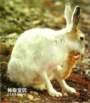 北极兔的特点及生活习性