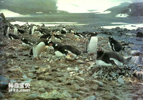 南极企鹅的现状及来源