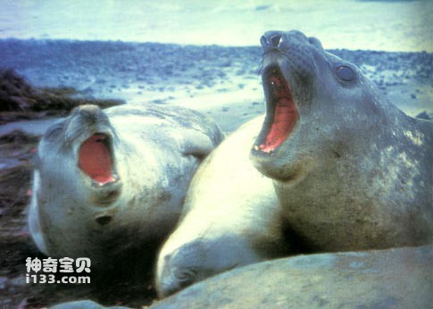 海豹的生活习性及营养价值