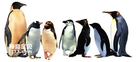 南极企鹅的种类分布及特点