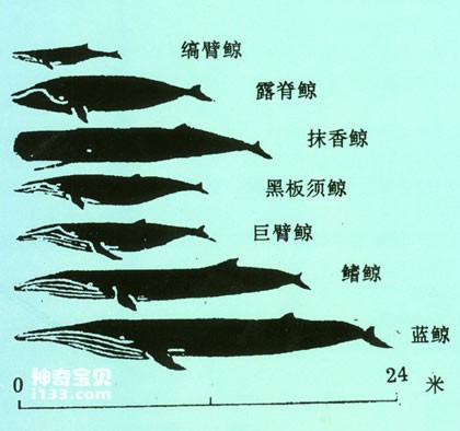 南极鲸类比例尺图