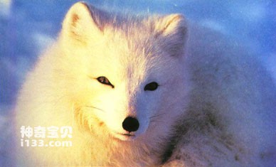 北极狐的生活习性及经济价值