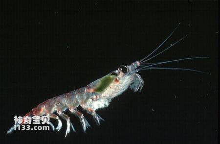 南极磷虾有趣的生活史