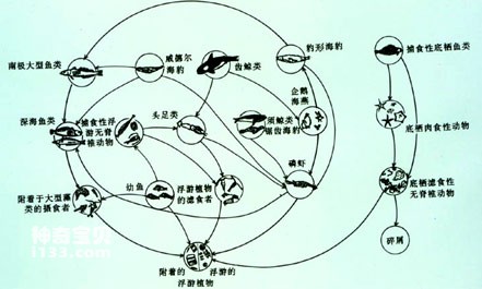 南极洲动物的食物链(互相依存的食物关系)