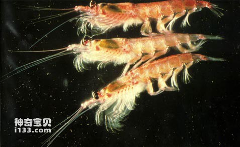 南极磷虾 南极磷虾