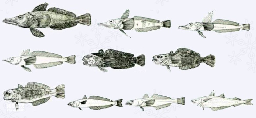 南极鱼类图