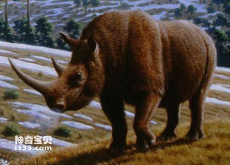 西藏发现最原始的披毛犀化石
