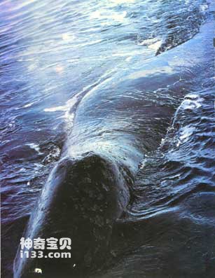 北极露脊鲸的生活习性