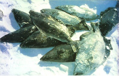 北极鳕鱼的生活习性