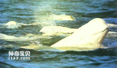 白鲸的生活习性