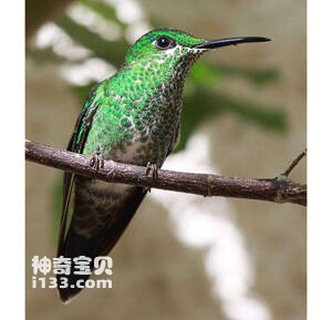 绿胸宝石蜂鸟
