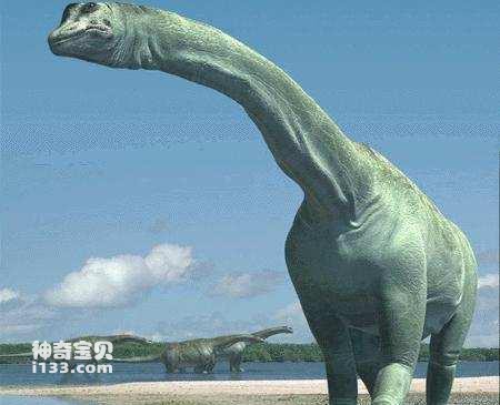 这种恐龙走起路来如地震，震龙真的是世界上体型最庞大的恐龙吗？