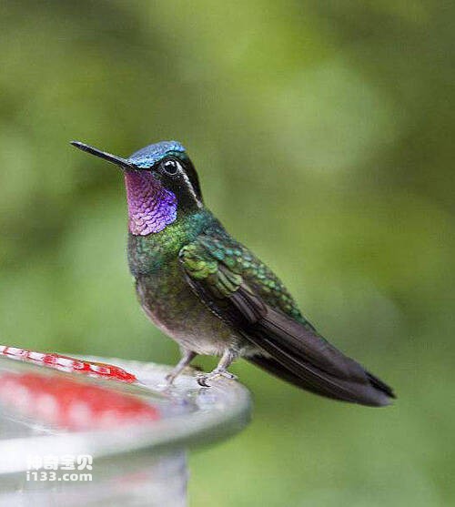 辉紫喉宝石蜂鸟