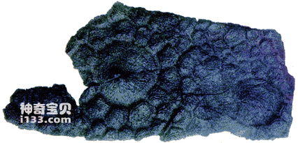 四川自贡完整剑龙化石上发现恐龙皮肤