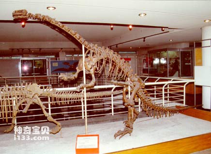 中国第一具恐龙化石骨架的故事(许氏禄丰龙)