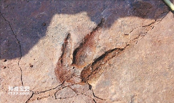 禽龙化石显示珍贵足迹(禽龙的生活史)