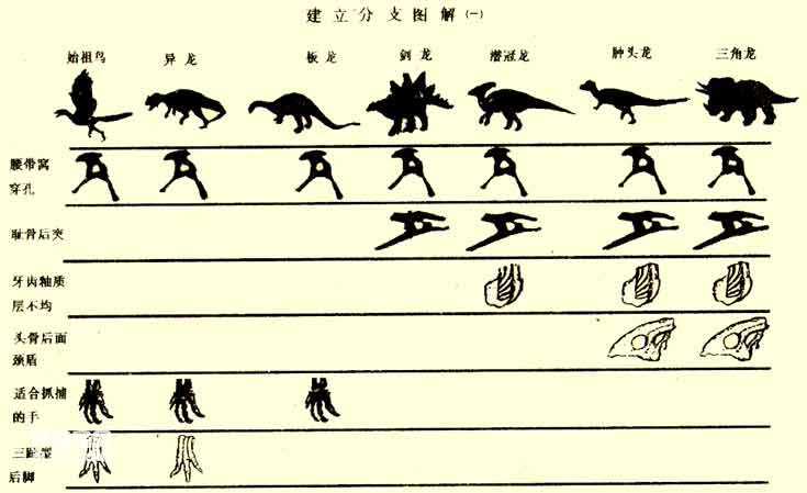 恐龙的分支系统及鸟类起源
