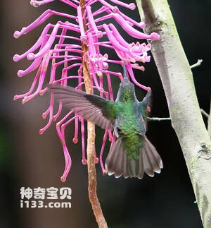 绿尾蜂鸟