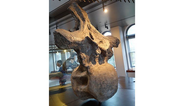 博物馆展出的巨型脊椎骨