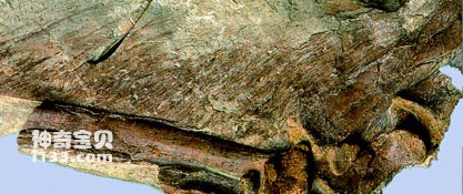 辽西热河群发现意外北票龙及千禧中国鸟龙化石