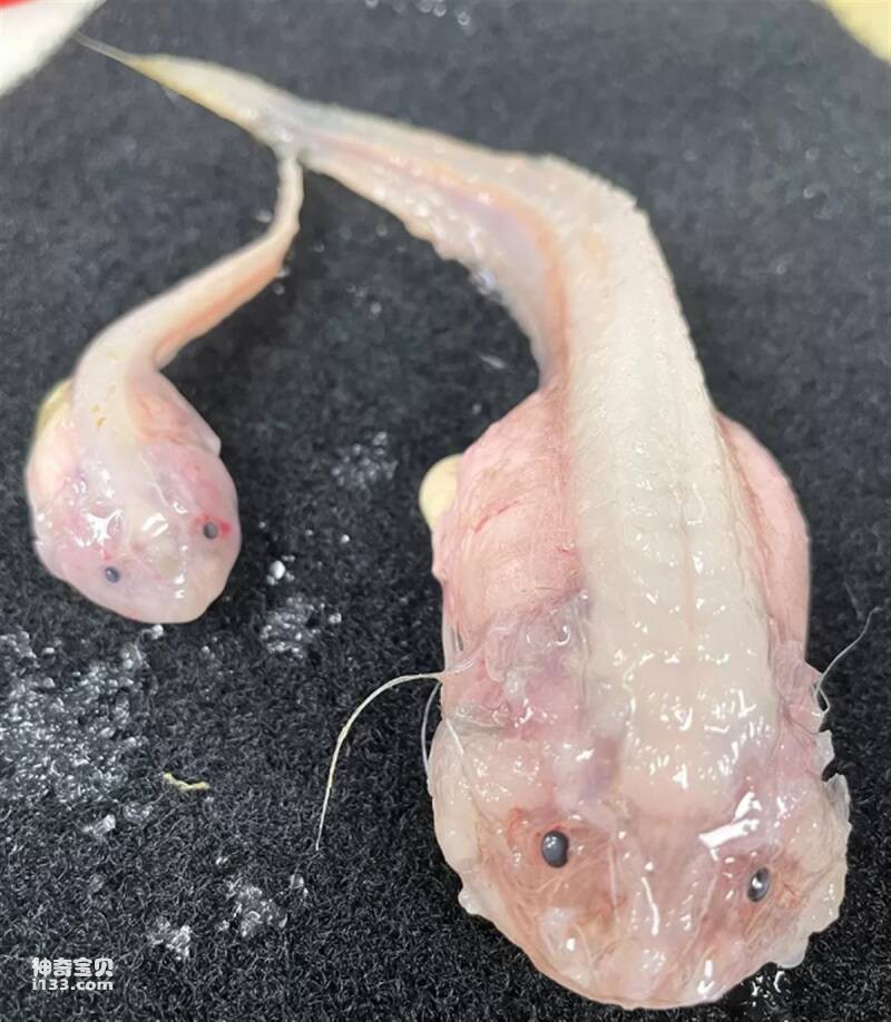日本深海发现蜗牛鱼(上岸迅速融化)