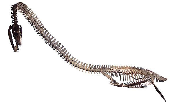 脖子很长的蛇颈龙骨架