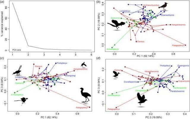 中国科学家发现羽毛演化的新证据