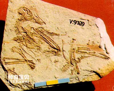 古鱼类学研究者“一不小心”变成了古鸟类学家
