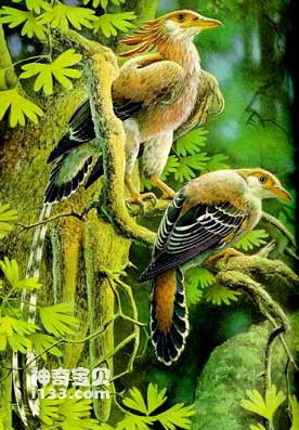 孔子鸟与中华龙鸟的形态特征