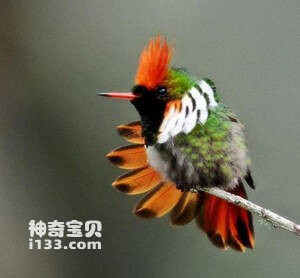 纹颈冠蜂鸟