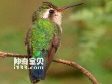 翠绿辉尾蜂鸟