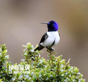 紫巾山蜂鸟