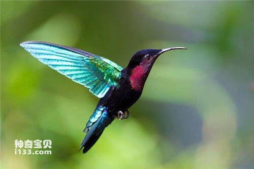 紫喉辉尾蜂鸟