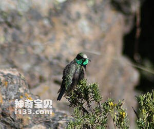 黑胸山蜂鸟