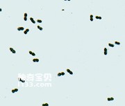 现代细菌的结构和生物学特征