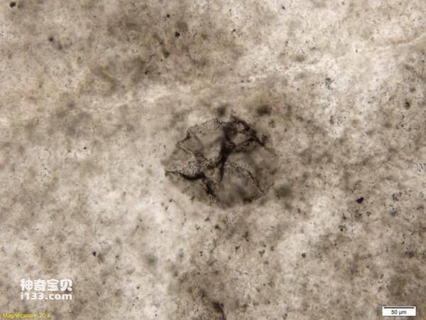发现最古老的细菌化石距今有32亿年