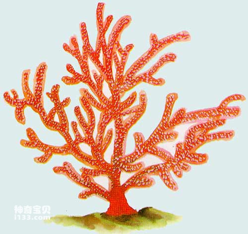 珊瑚的种类及生态特征