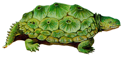 龟的起源及演化史(长寿的动物)