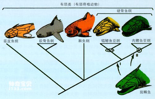 原始硬骨鱼类的演化之路(真正的水域征服者)