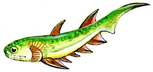 最原始的硬骨鱼类—棘鱼类