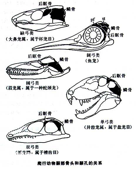 爬行动物的进化及特征