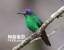 紫顶妍蜂鸟