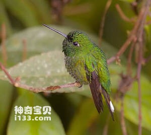 棕臀白尾梢蜂鸟